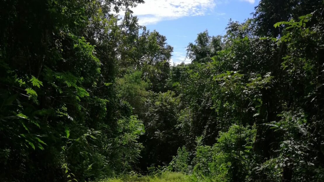 Jungles Lot Ready to Build- 6min Driving from Playa Carmen.