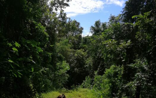 Jungles Lot Ready to Build- 6min Driving from Playa Carmen.