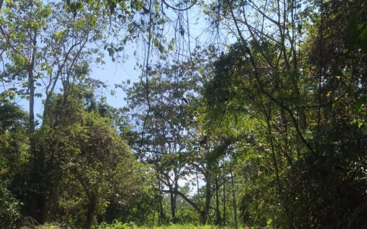 Dreamy Lot in the Heart of Santa Teresa