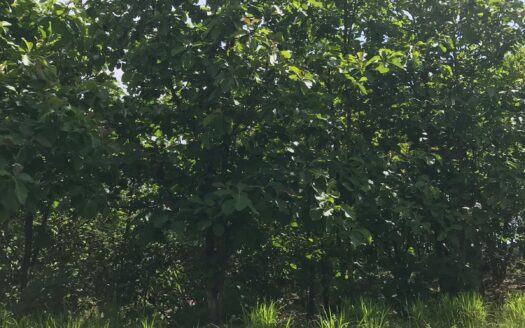 Flat lot, Surrounded by Trees in San Isidro