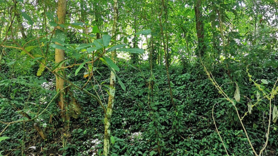Costa Rica Real Estate