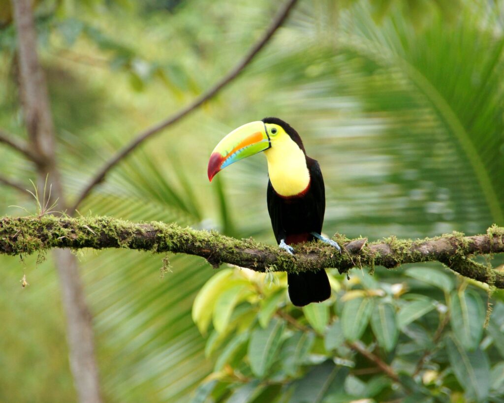 costa rica photogrpahy toucan