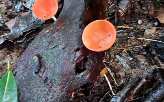 115-Acre Jungle Property with Eco-Tourism Potential in Costa Rica