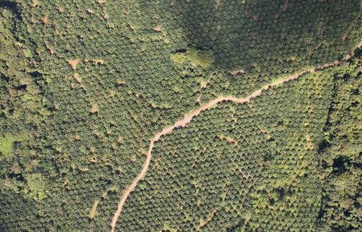 Very profitable palm oil plantation