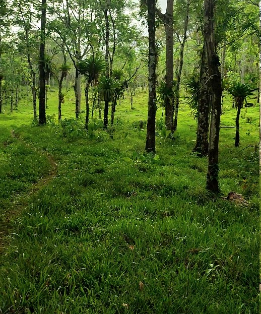 Upala