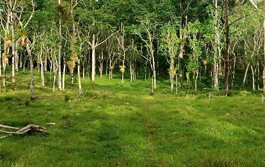 FOR SALE: 8.6-Hectare Land between Bijagua and Upala