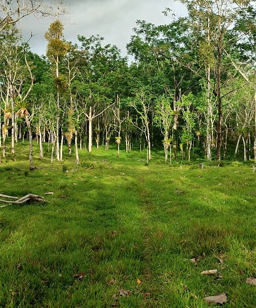 Costa Rica Real Estate