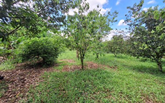 Land for sale Pital, San Carlos