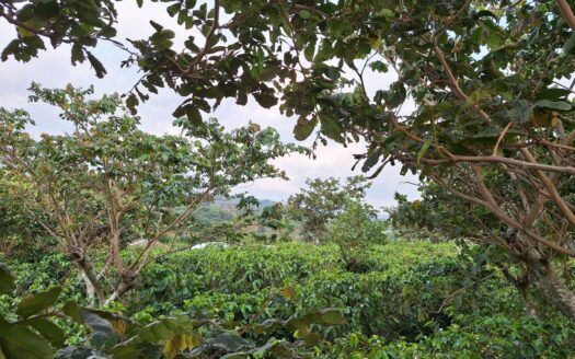 Beatiful land for sale Calle Rodriguez, Grecia