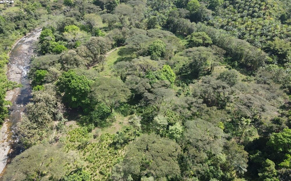 Parrita