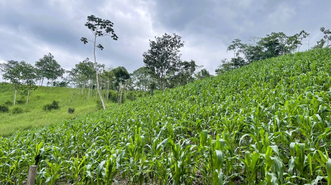 FARM FOR SALE IN BAJO RODRIGUEZ