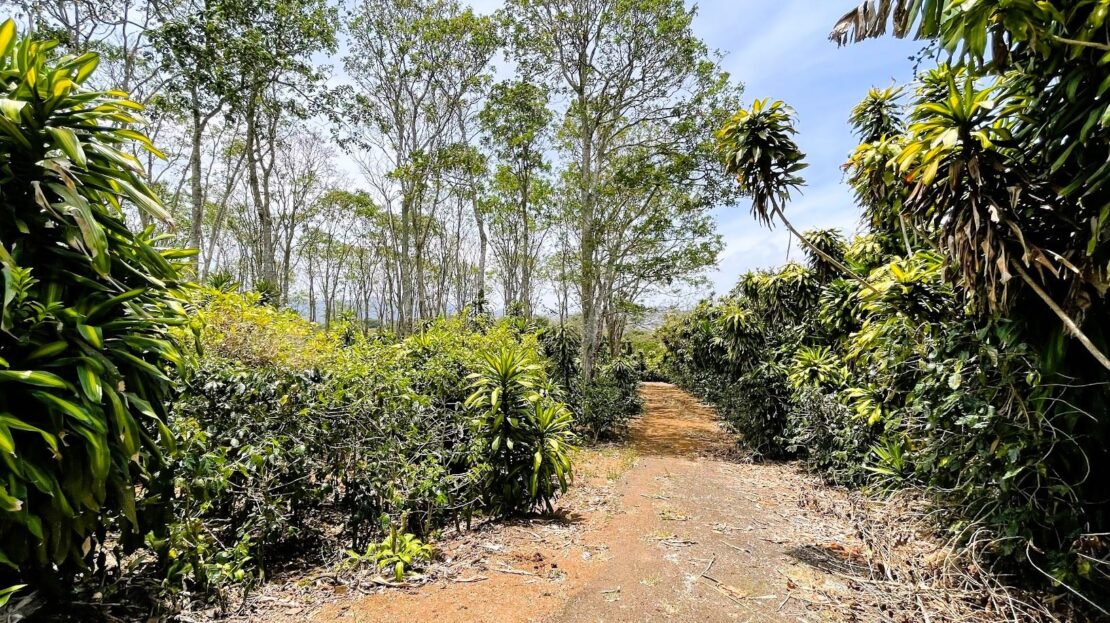 Costa Rica Real Estate