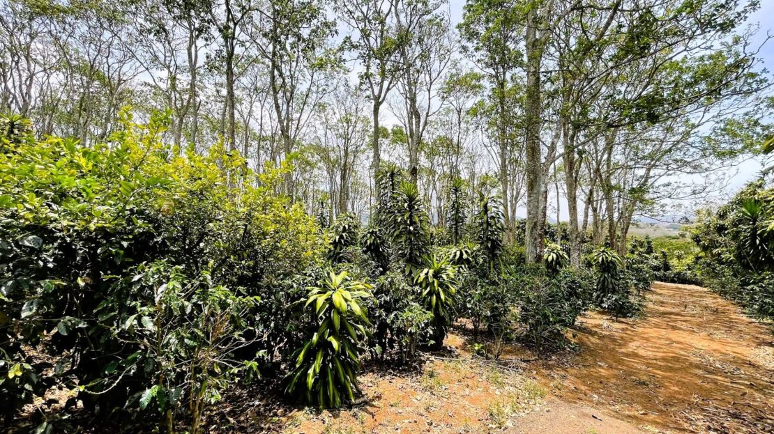 LOT FOR SALE IN SAN ISIDRO