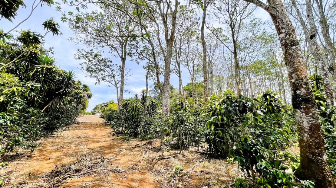 LOT FOR SALE IN SAN ISIDRO