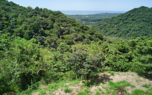 1,5 ha of Tropical Paradise with sea view