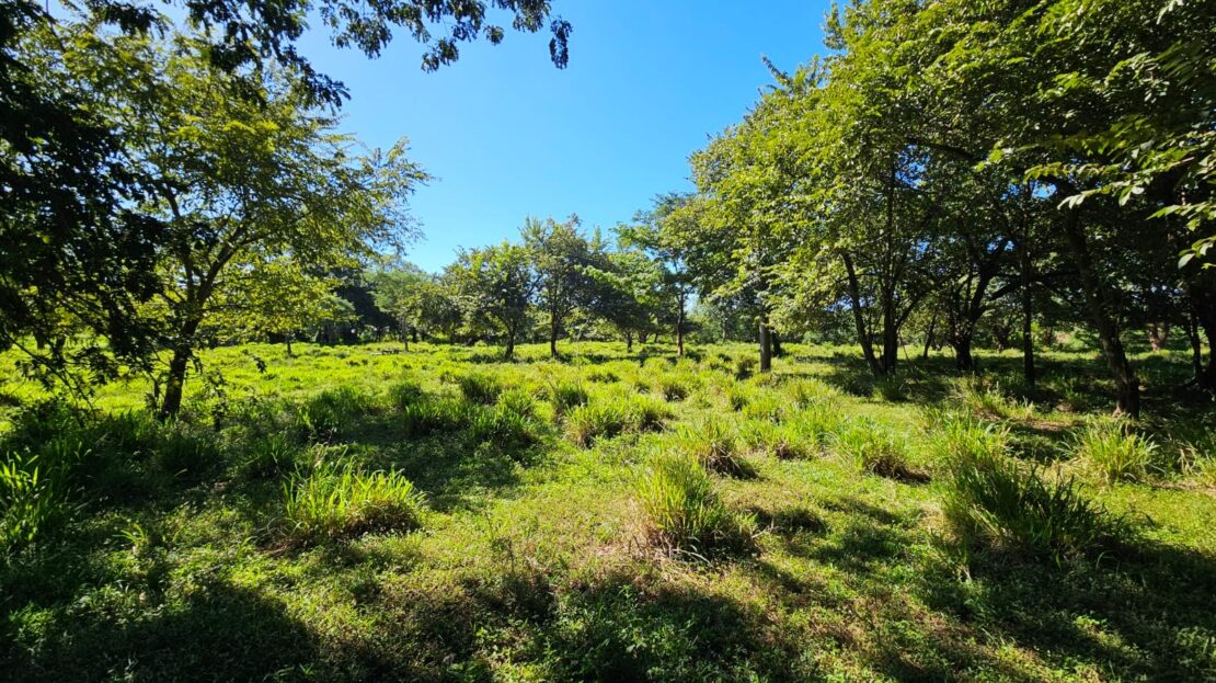 2 Hectares Awaiting for Imaginative Developers Guanacaste | REMAX
