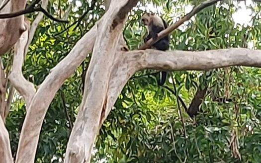 Beautiful Nature Estate, Nandayure Blue Zone