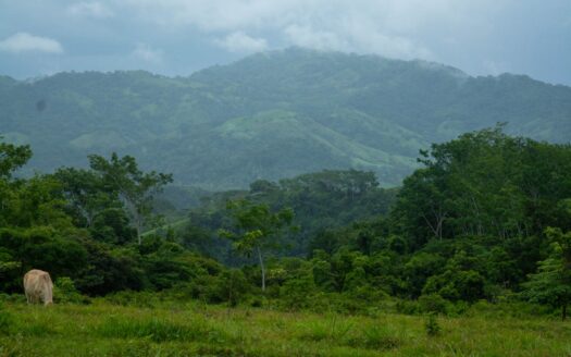 COWBOY FARM -excellent for cattle farming in Matambu de Nicoya