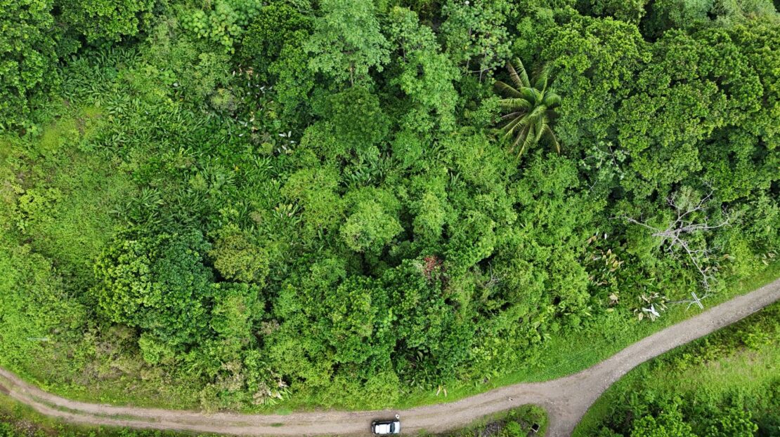 Parrita