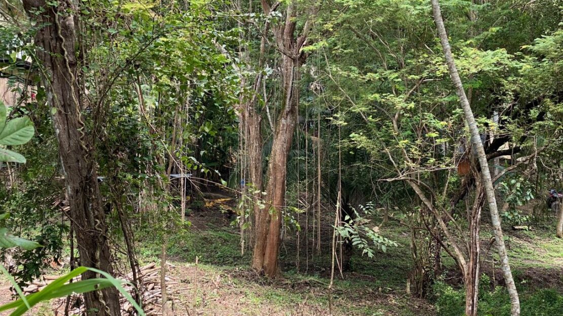 Prime Beachside Land for Sale – Playa Órganos
