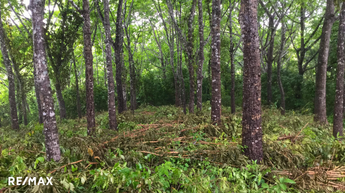 SELVA VISTA – Your Jungle Escape Above Ostional Guanacaste | REMAX