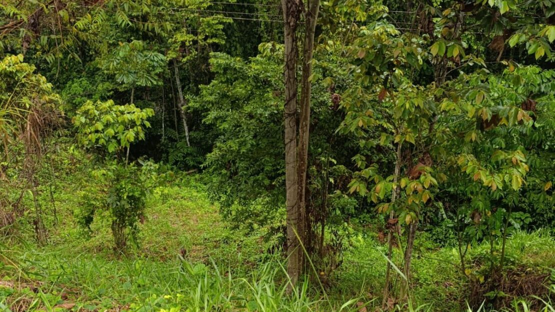 Land for Sale in Punta Uva: Titled Lot with Services