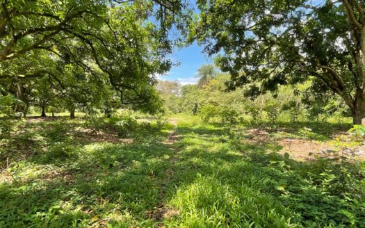 🏞️ Great Investment Opportunity in Orotina! Flat Lot of 29,157 m² with Development Potential 🏗️🌳
