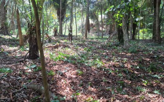 Affordable jungle lot in Costa Esterillos Estates