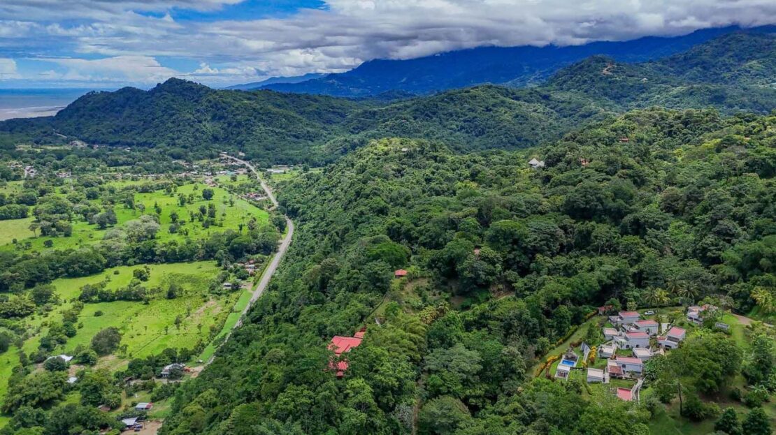 jungle surrounds