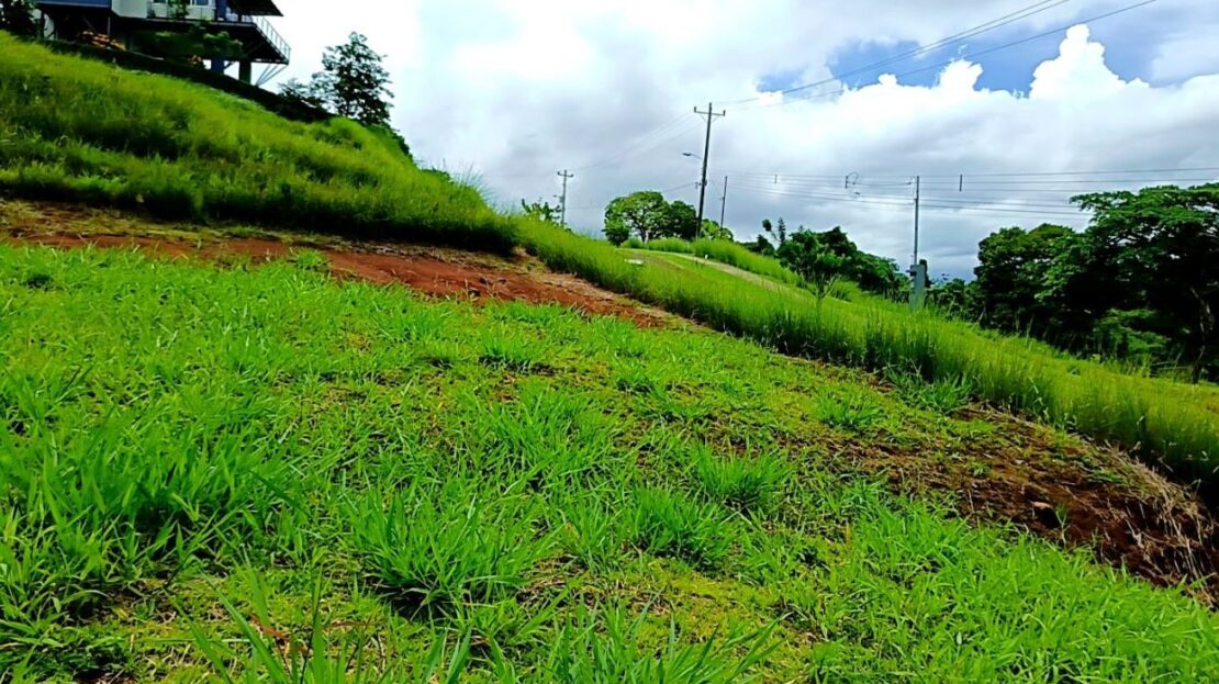 Naranjo