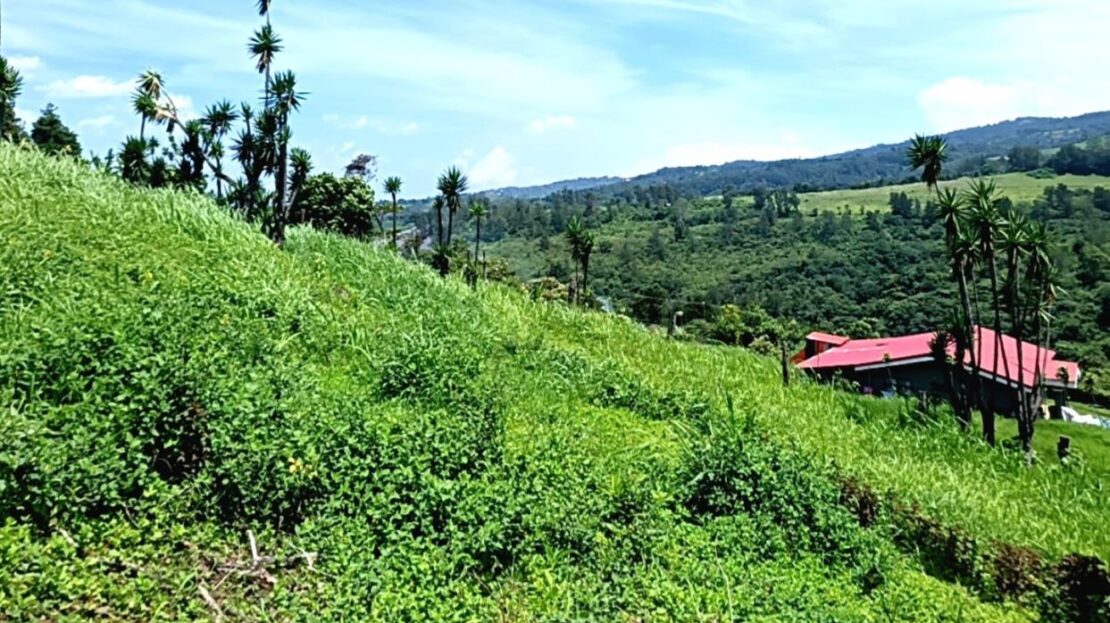 Sarchí.