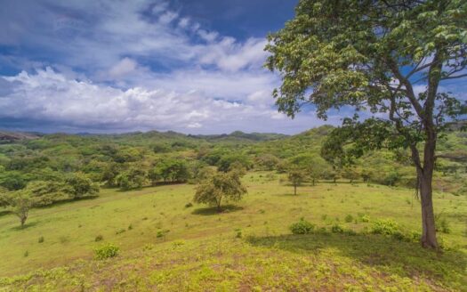 Tamarindo