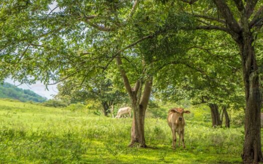 Finca Los Tres Leches