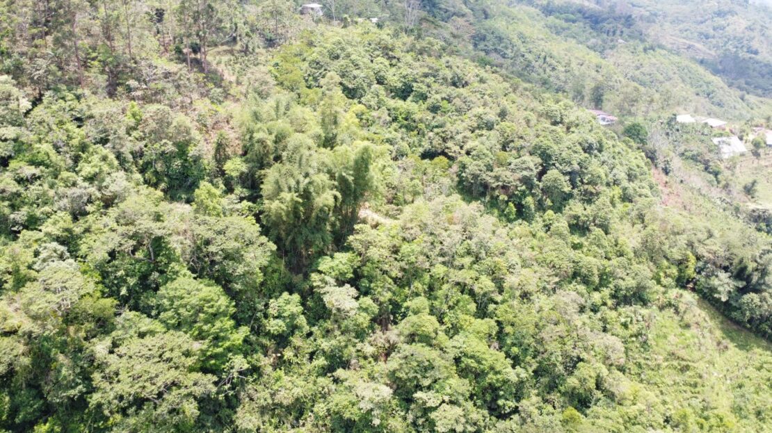 A Serene 4.7+ Hectare Farm in Pueblo Nuevo