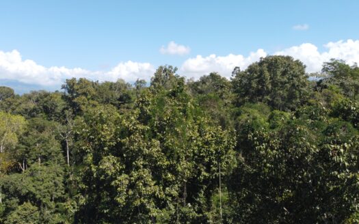 Over 7 hectares, La Hermosa, El General, Perez Zeledon.