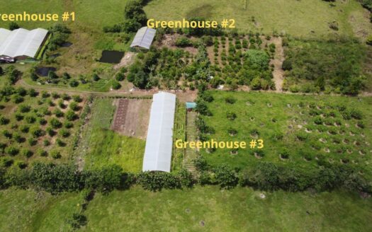 Beautiful Organic Farm For Sale In The Heart Of Cajon Perez Zeledon, High Potential Property