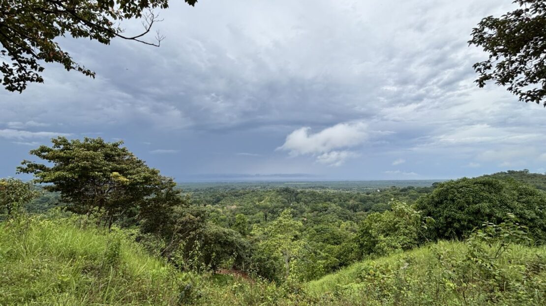 Parrita