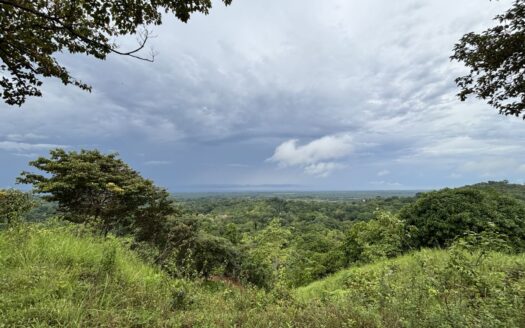 Parrita