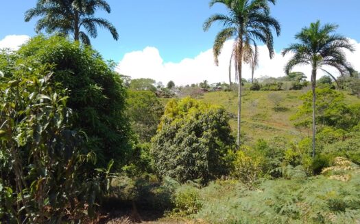 Large property full of fruit trees and bird sanctuary. Recently reduced!