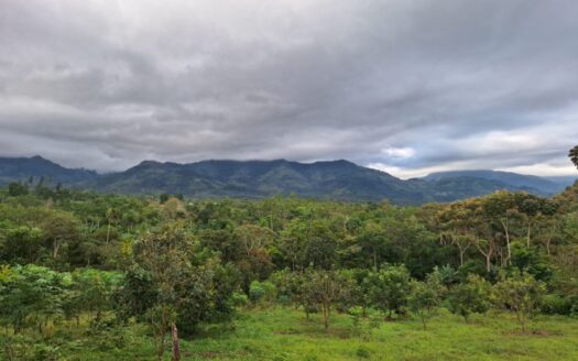 Fruit producing farm with view, electricity and water availability.