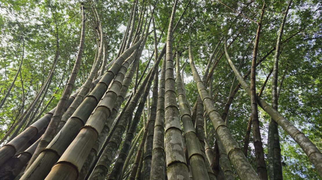 Stunning Property for Sale in Barú Surrounded by Lush Nature and Paradise Views