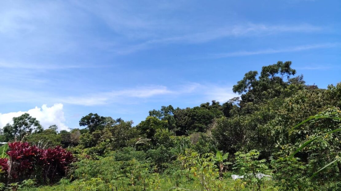 Build In Nature - For Sale - Private & Accessible Lot With Year-Round Cool Climate