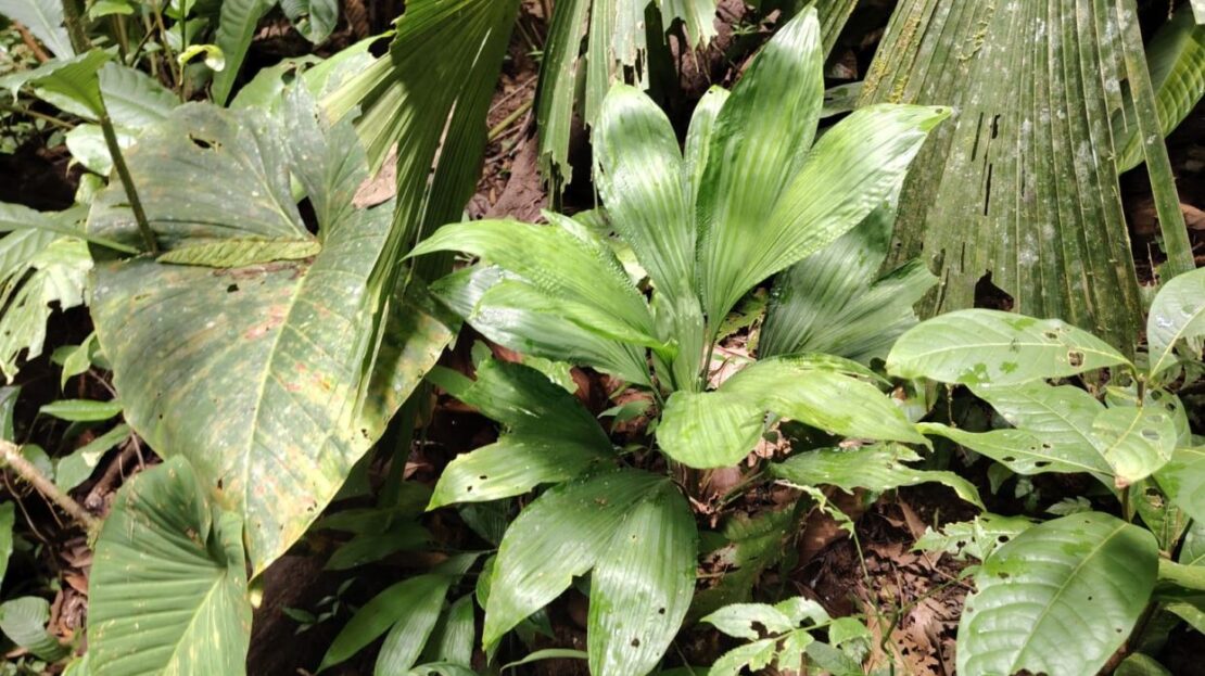 Waterfalls & Wild Calls - A Rare Find In The Remote Heart Of Osa