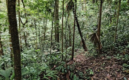 For Sale- Beautiful River, Waterfalls & Wild Calls – A Rare Find In The Remote Heart Of Osa