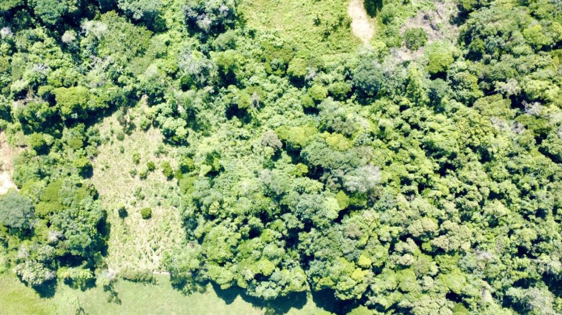 Land for Sale in Catarina