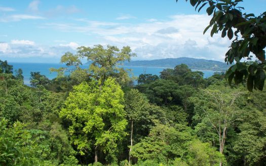 Osa>Bahía Drake Real Estate
