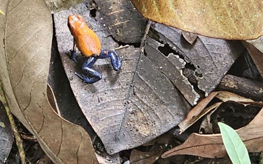 Serene 1,000m² Property in Chachagua – Cozy Cabin, Outdoor Living, & Expansion Potential