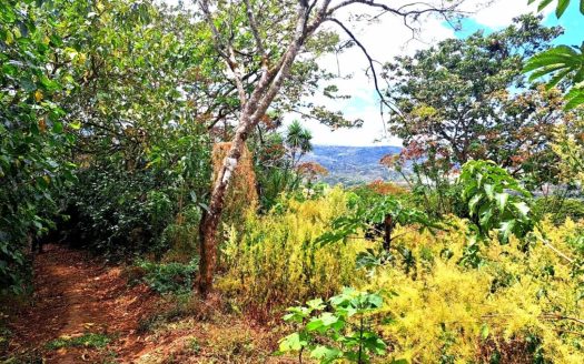 Land for Sale, Naranjo