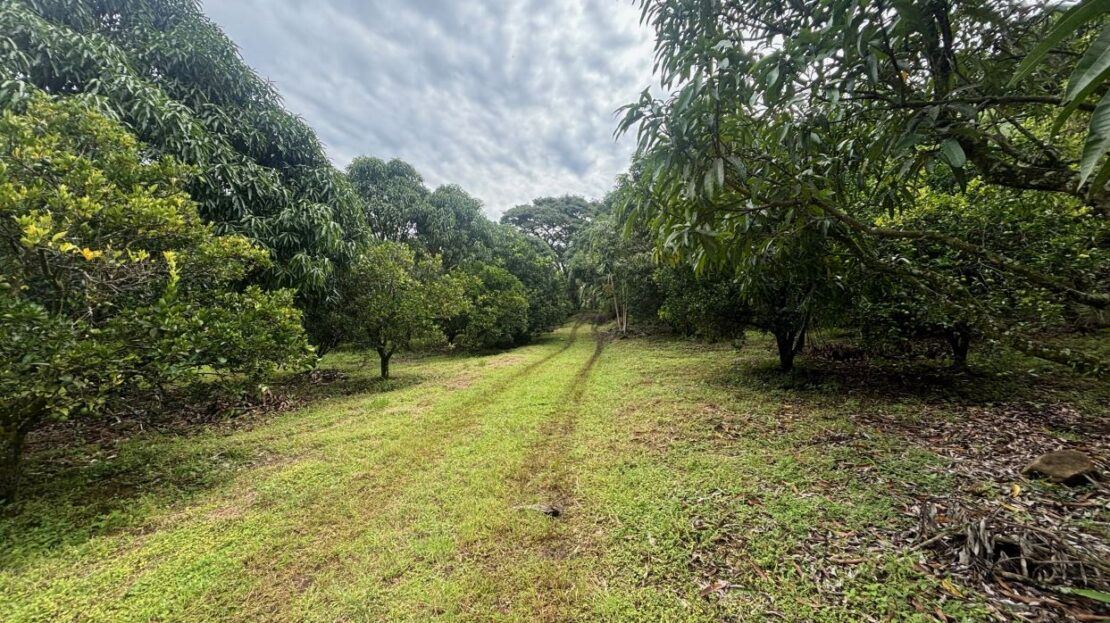 000m2 with fruit trees ideal for future home plot.