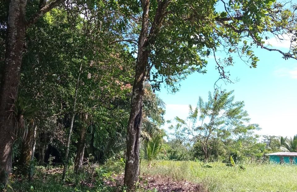Beautiful 1.25 acre plot with River and Fruit Trees Ready to Build near La Fortuna Costa Rica for Sale